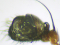 Hypsosinga pygmaea